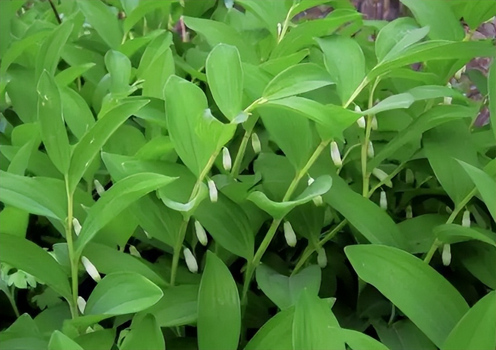 像竹子的盆栽植物叫啥（这款药材常常被误认为竹子）