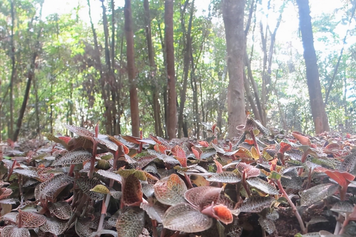 金线莲多钱一斤药王之称的金线莲市场价格49775元斤