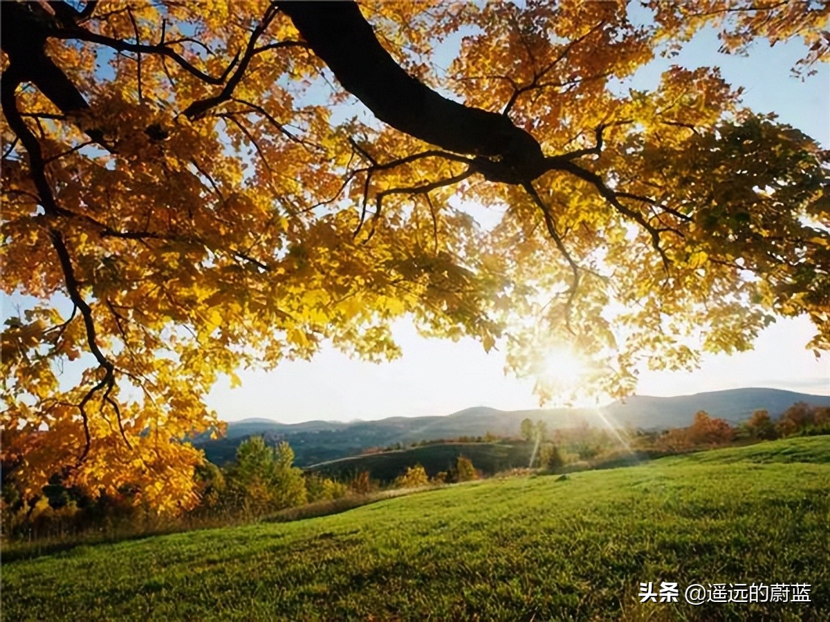 根，紧握在地下；叶，相融在云里；舒婷，爱情的模样