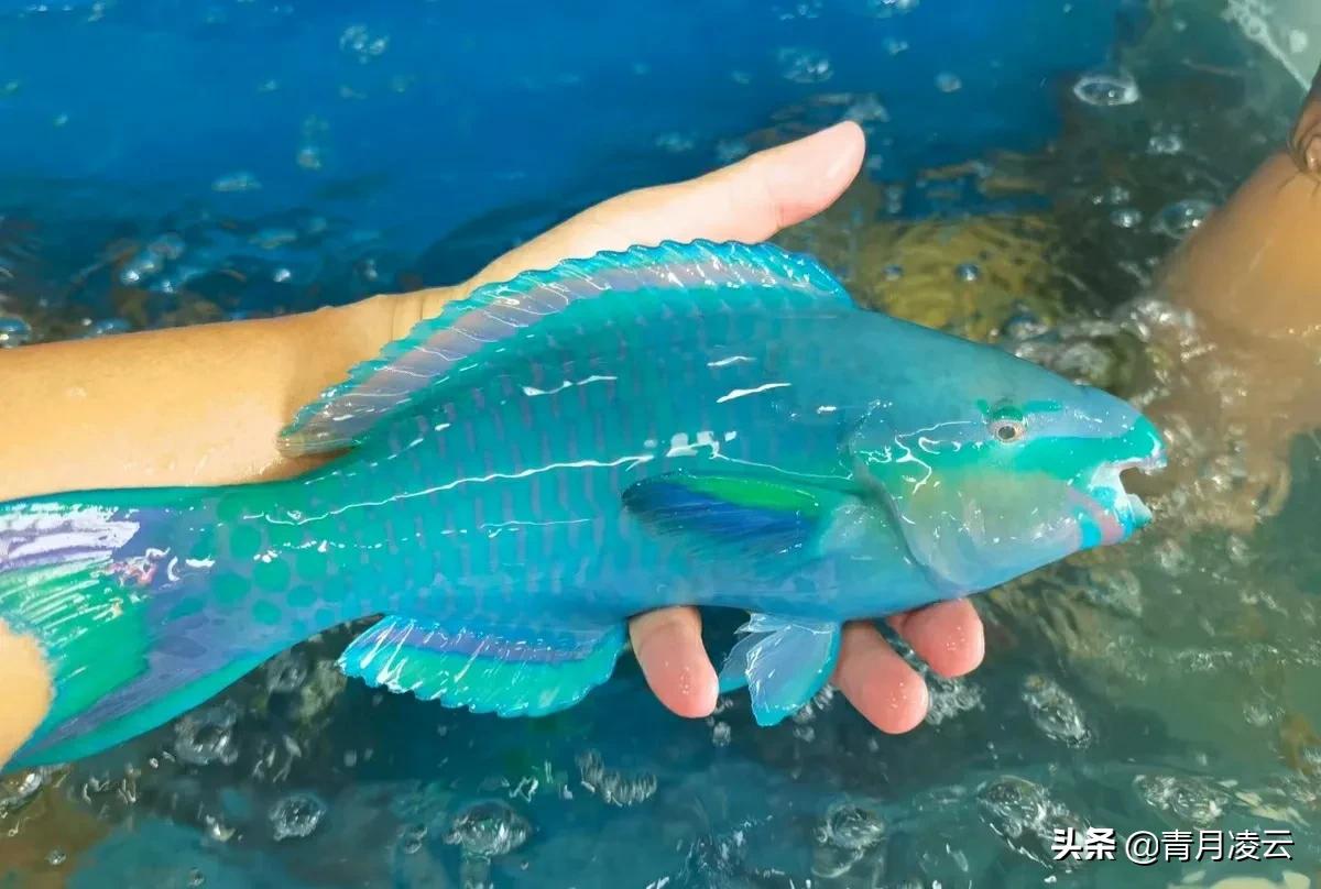 三亚青衣鱼多少钱一斤(海鲜) - 价格百科