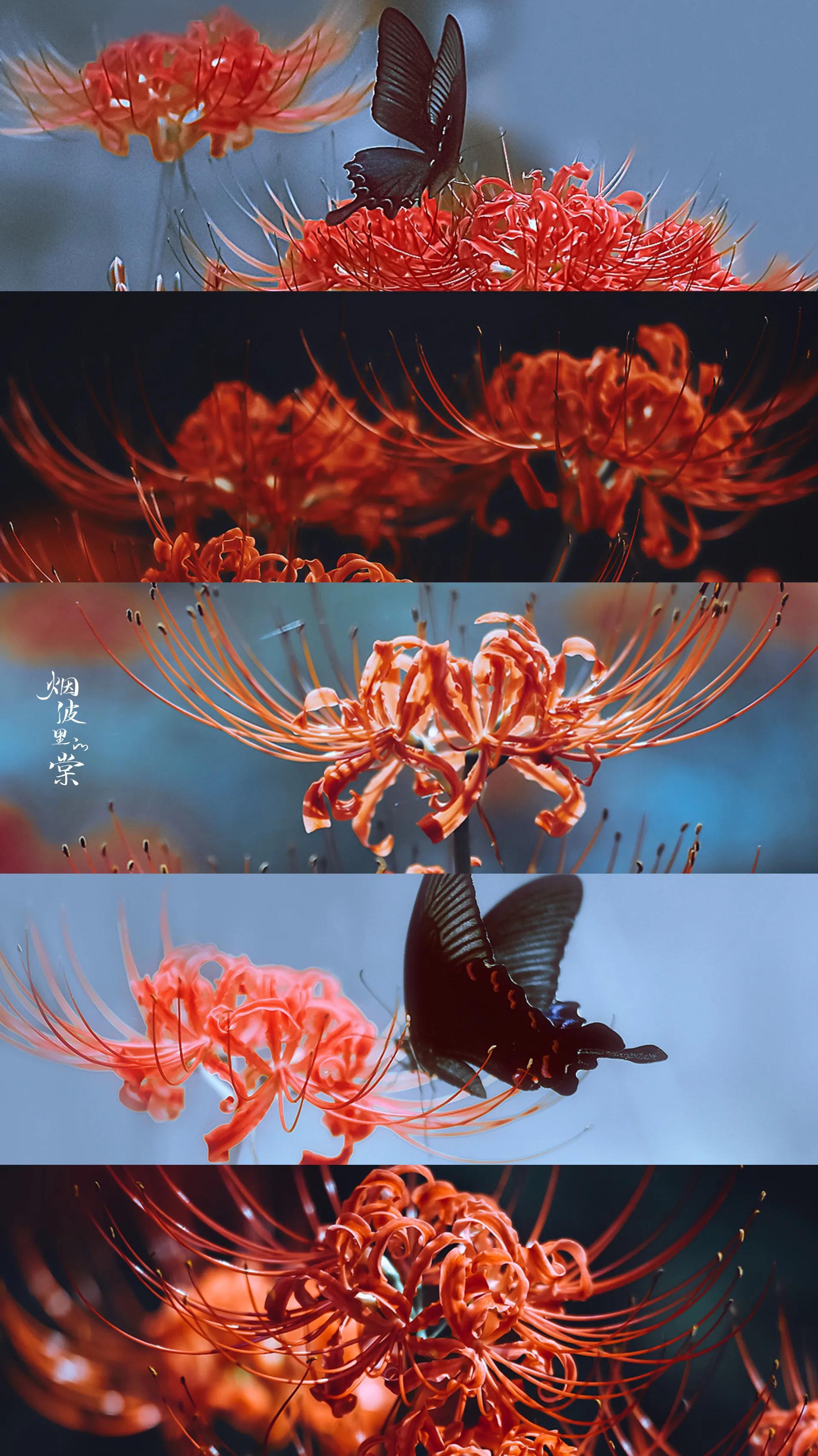 我经过一年四季，我爱你如繁花似锦