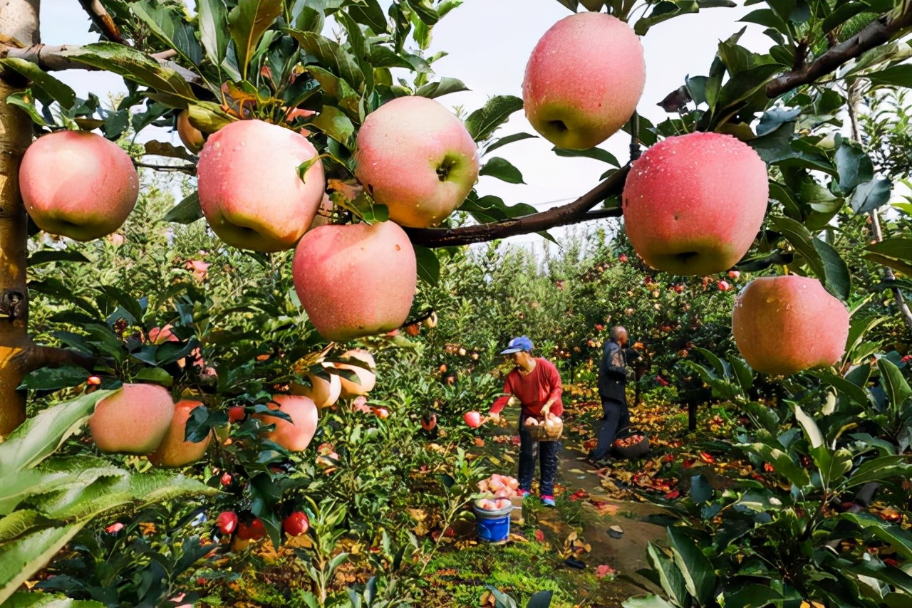 作文描写练笔丨用一段话描写秋天果园丰收的景象