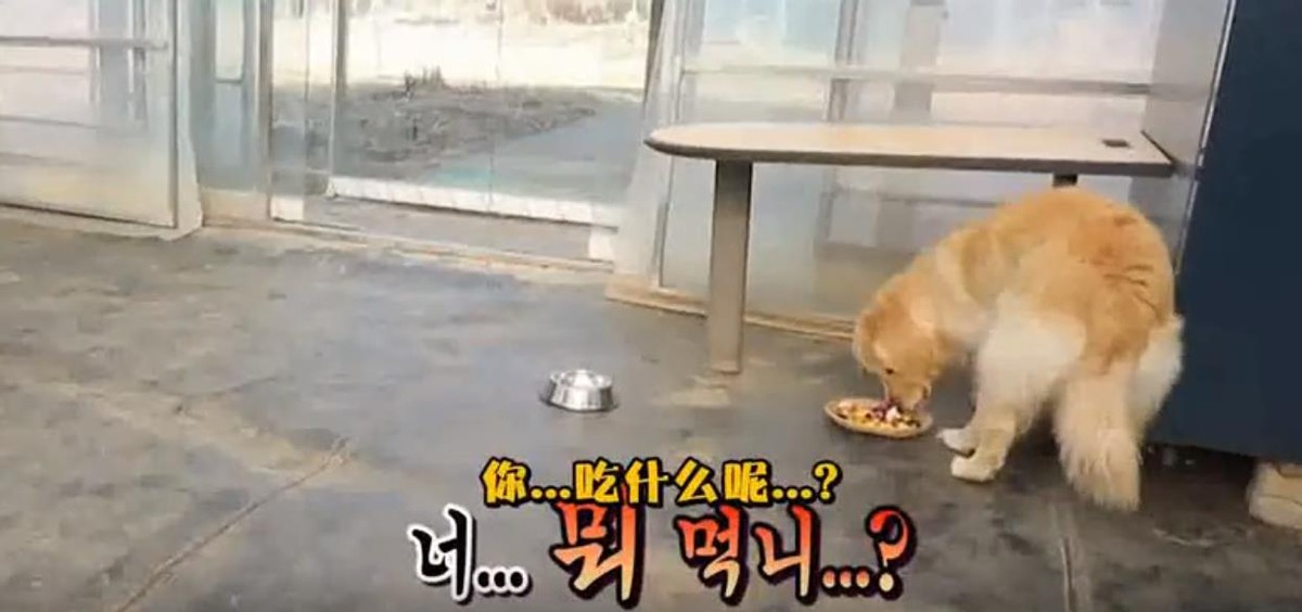 上综艺遭黑粉围攻，被嘲敛财长得不好看，威廉本特利做错了什么？