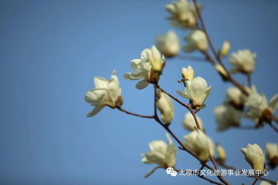 线上展览|“山河春意 锦绣太原——花的世界”主题摄影线上图片展（八）