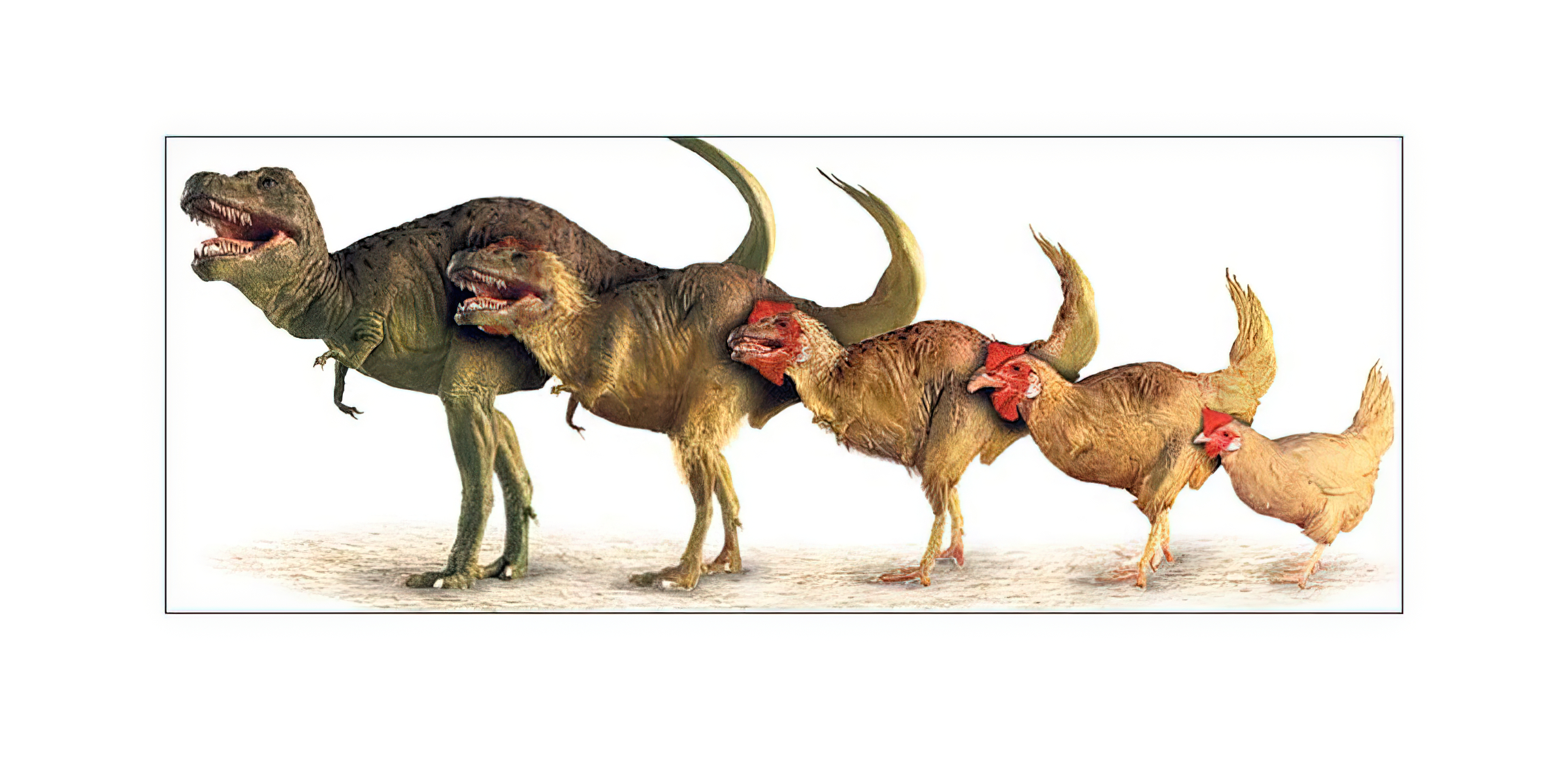 恐龙灭绝的原因有哪些(恐龙是如何灭绝的？小行星撞击只是导火索，真实的原因可能有几个)