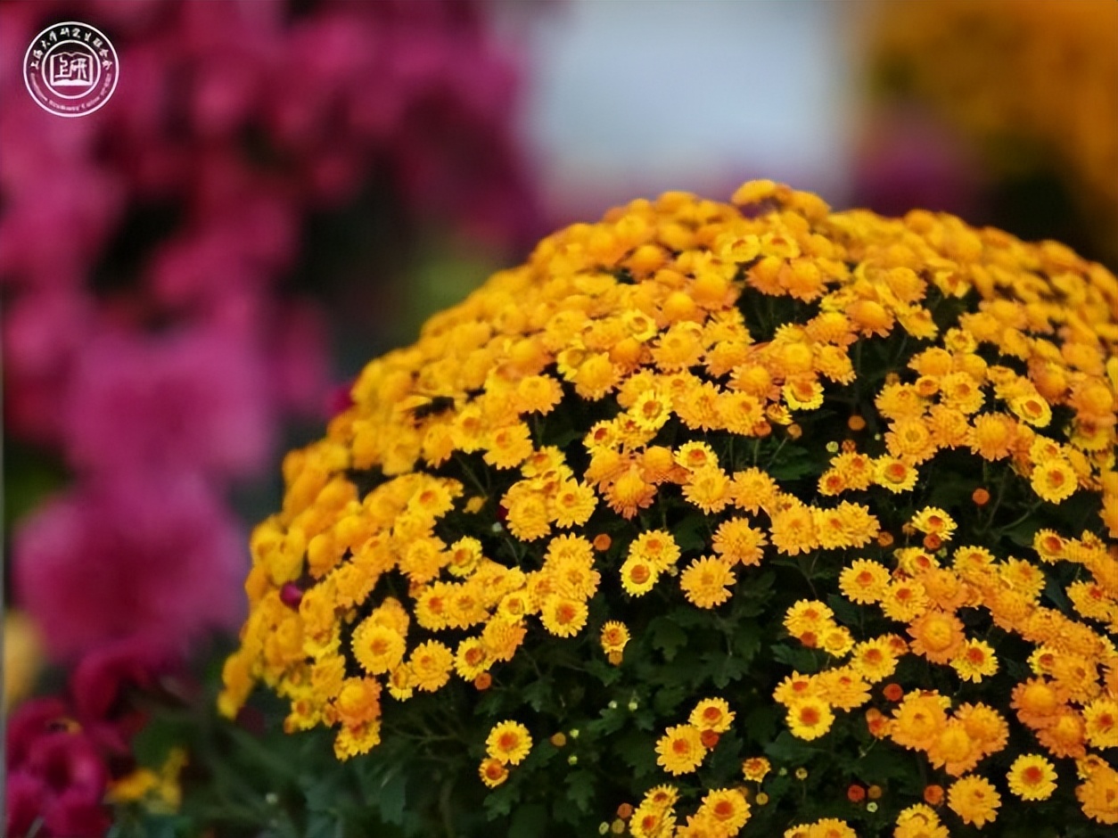 推开“三扇窗”，揭开上海大学的绝佳美景！每一帧都是画，美出新高度！