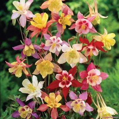 花朵美图｜温柔甜美的初吻、大丽花、耧斗菜花朵合集160张