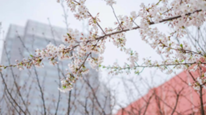 高清大图预警！北京高校“绝美”春景放送，随手一拍就是壁纸！