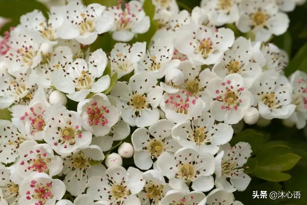 那年杏花春雨，石楠花开，梧桐飞絮……