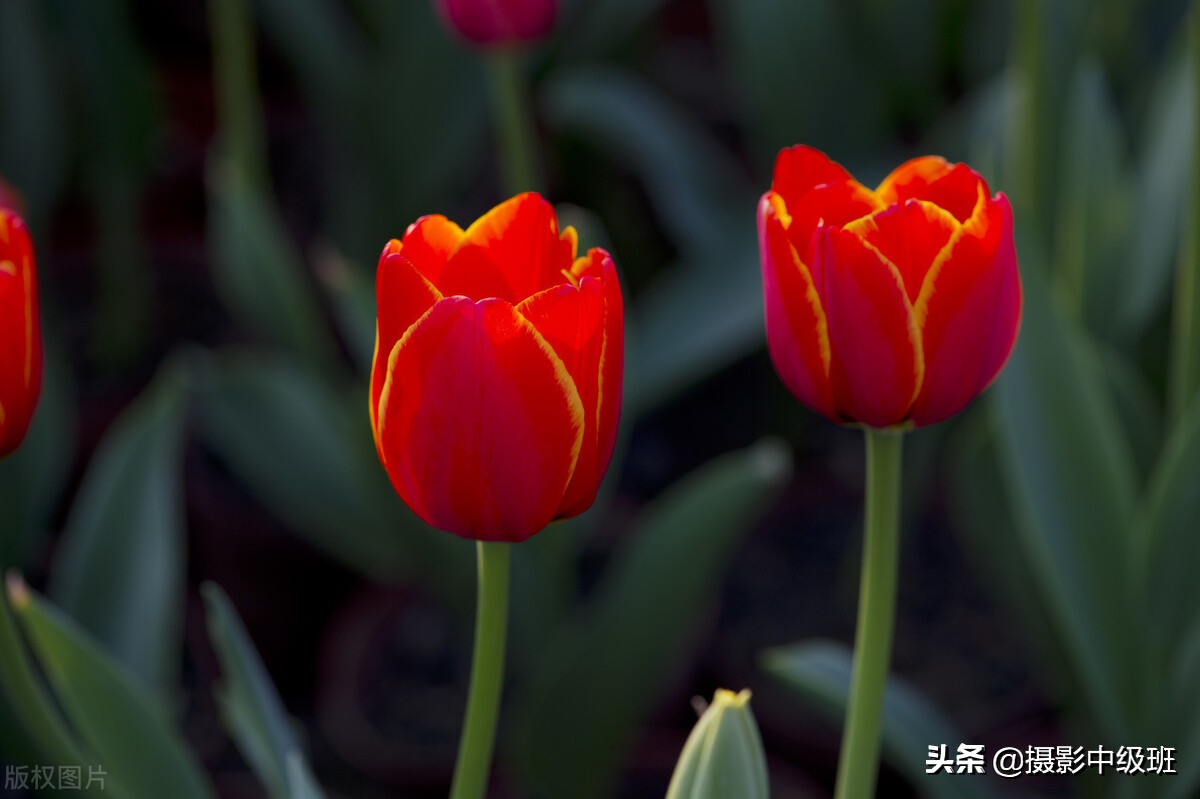 拍花6個(gè)忌諱，郁金香攝影的3個(gè)錯(cuò)誤案例，正確拍法一看就會(huì)