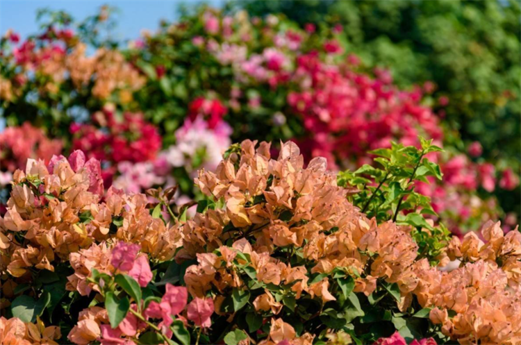 深圳市的市花（知识科普关于广东深圳的市花）