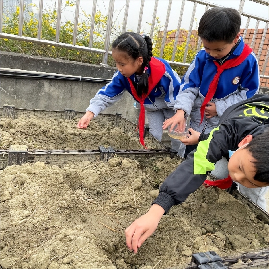 “蔬”香为伴，“勤”满校园｜中和小学开展“空中农场”种植活动