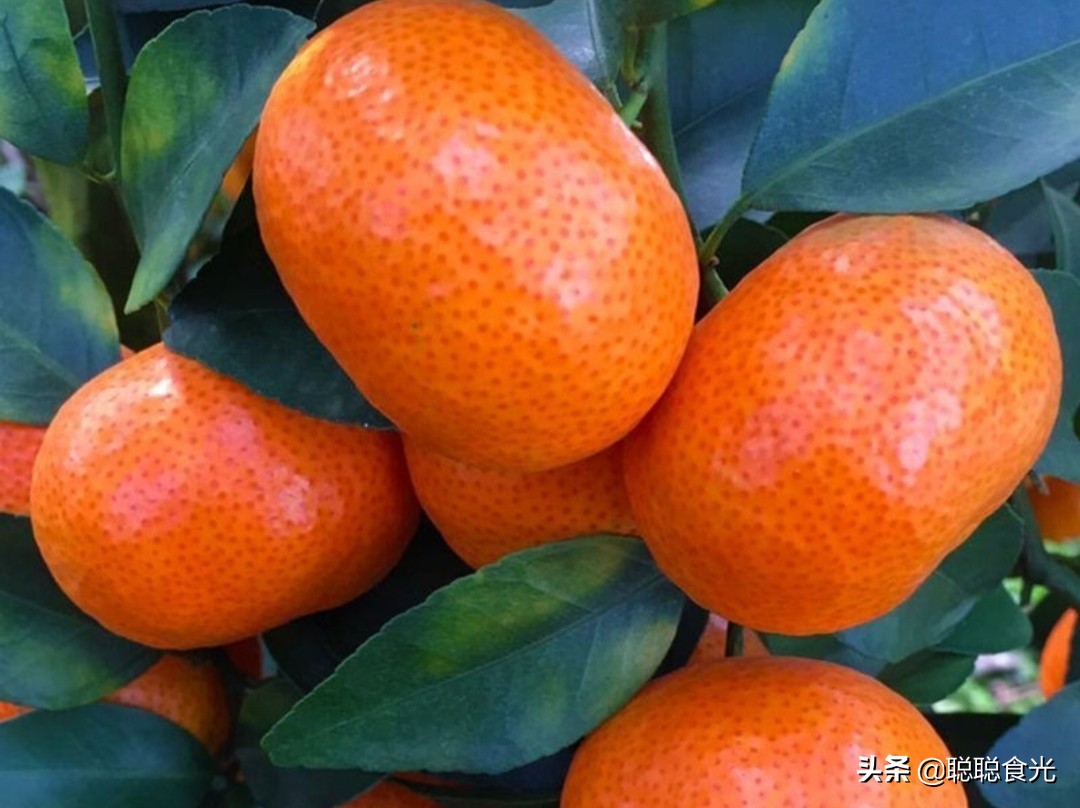 买橘子，哪个品种最好吃？这10个种类比较常见，看看你吃过哪个？