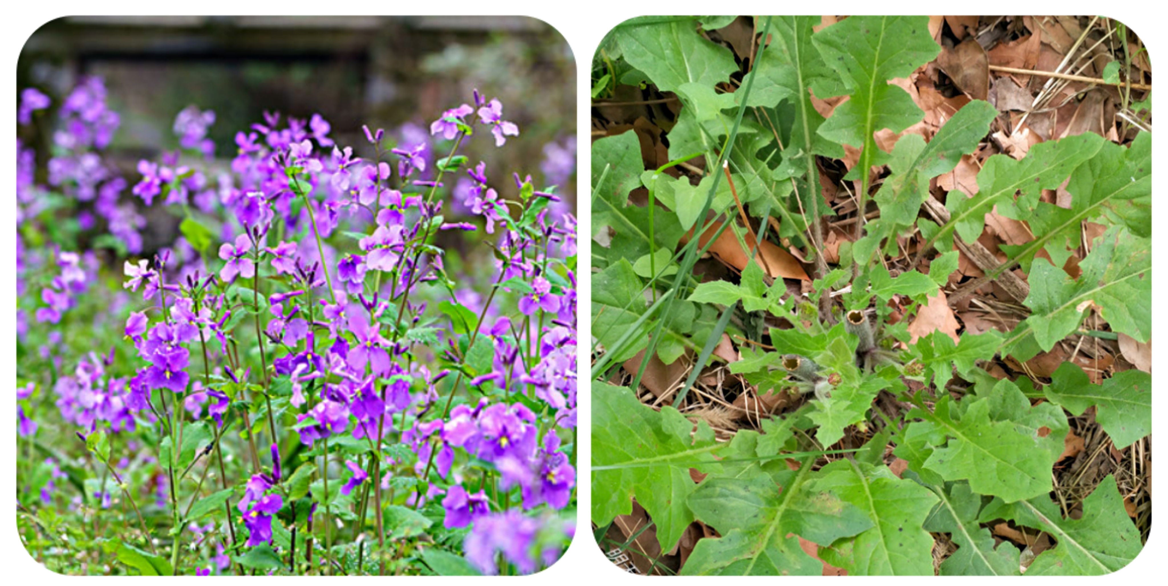 120种野菜介绍，图名并茂，快来认识一下！涨知识不吃亏