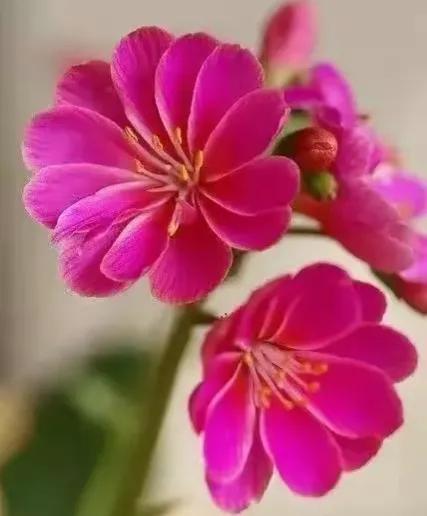 2022高考押题Ⅰ“个人发展和未来期待”范文《心若似水 乐便自来》