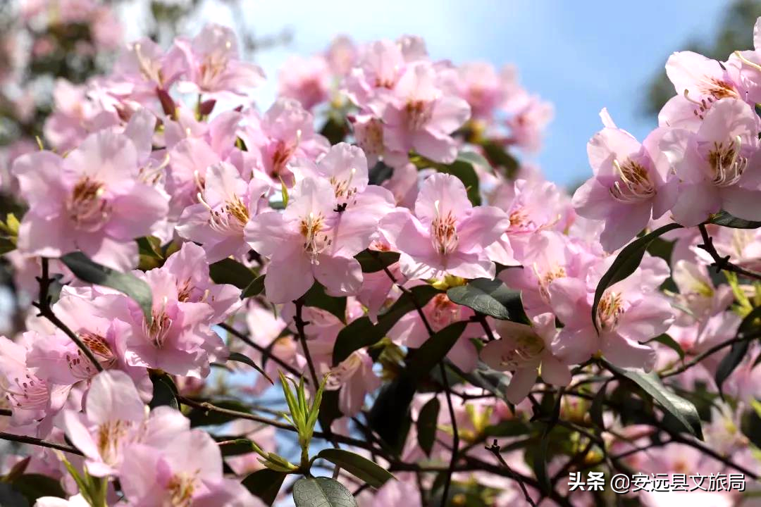 藏在江西大山里的诗意春色，美翻了