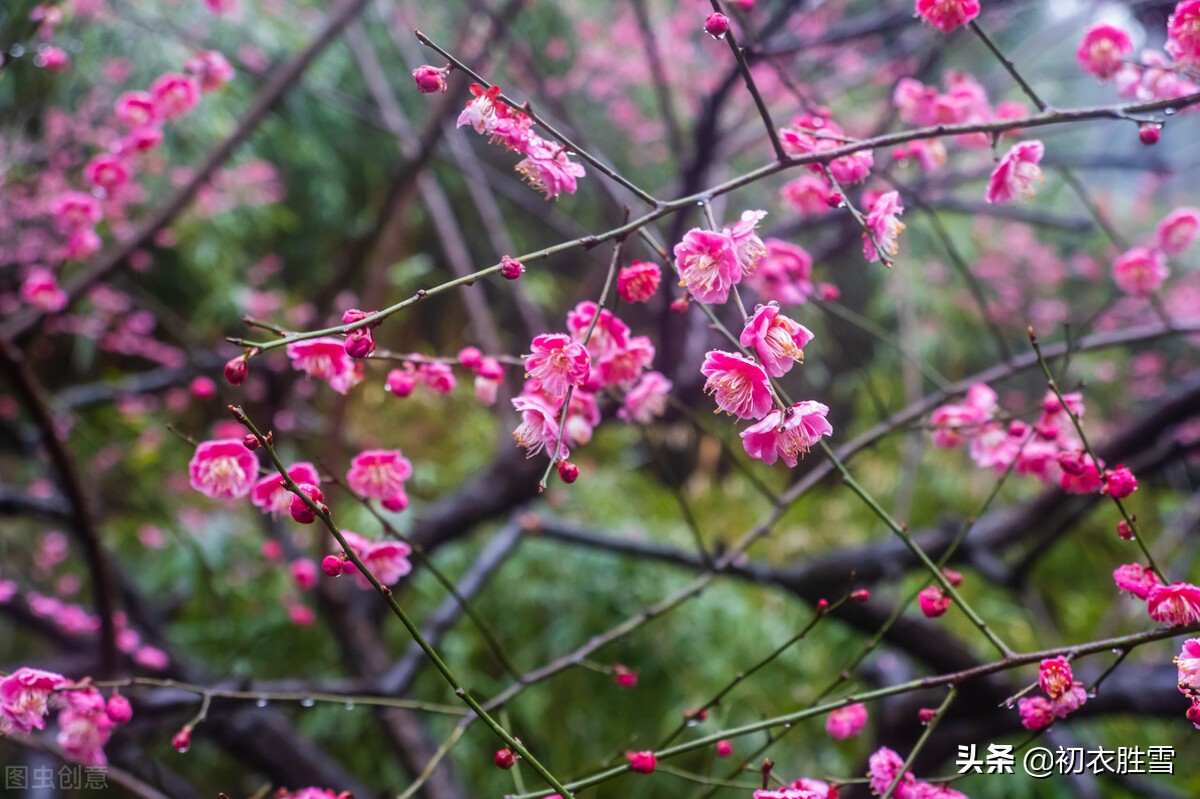 迎腊梅花六首：梅生红粟初迎腊，迎腊梅花无数开