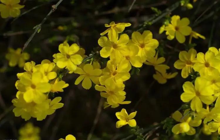 迎春花的气味是什么味道（迎春花代表的花语）