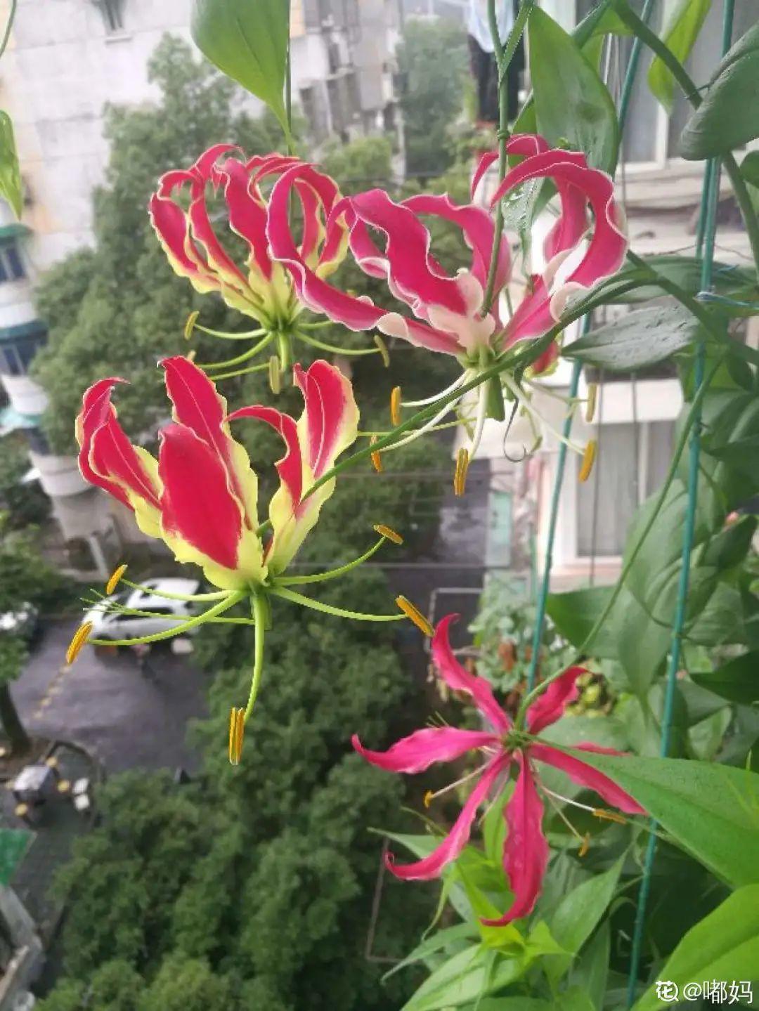 象征老人长寿的花（寓意老人健康长寿的花）
