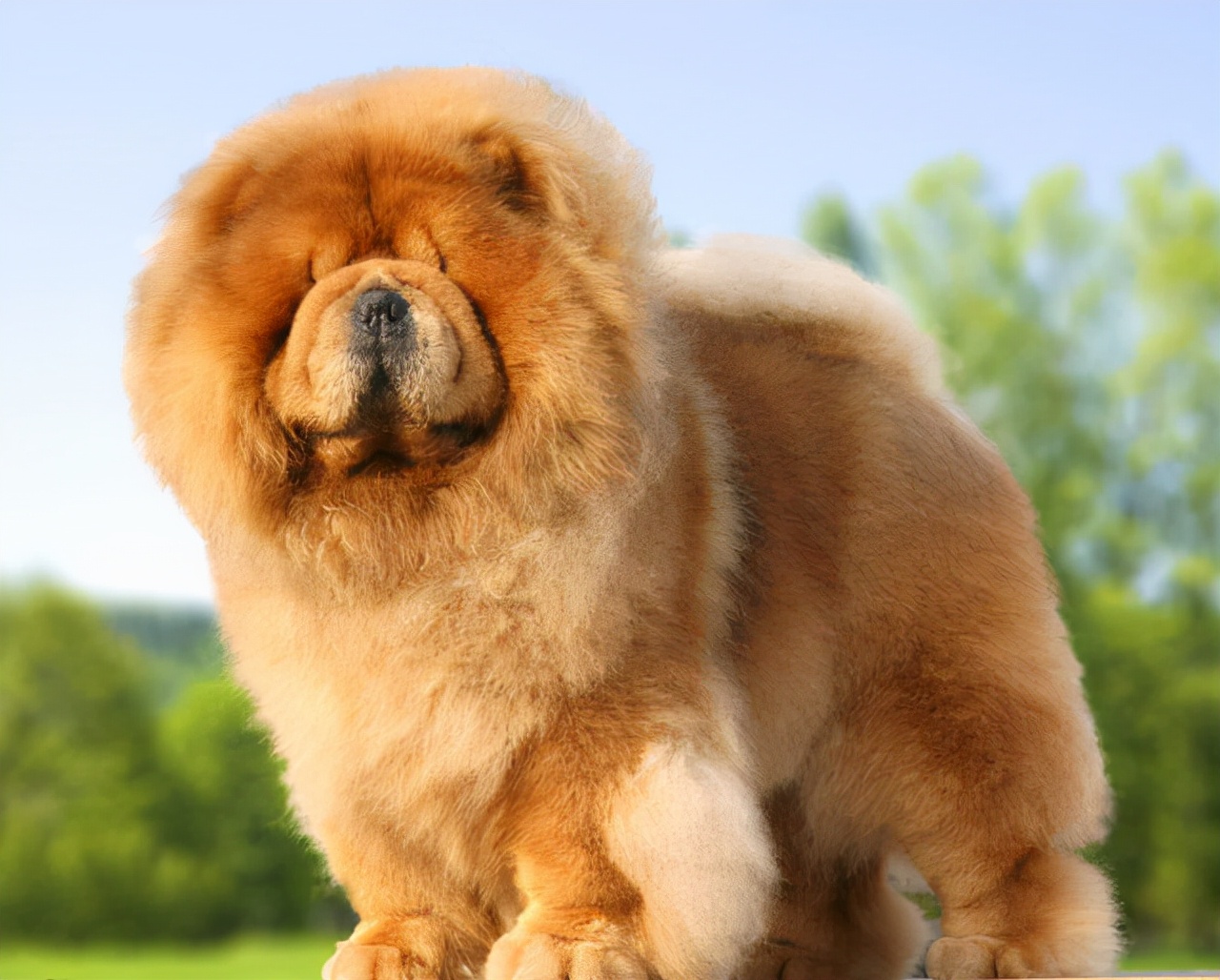 松狮图片松狮犬图片