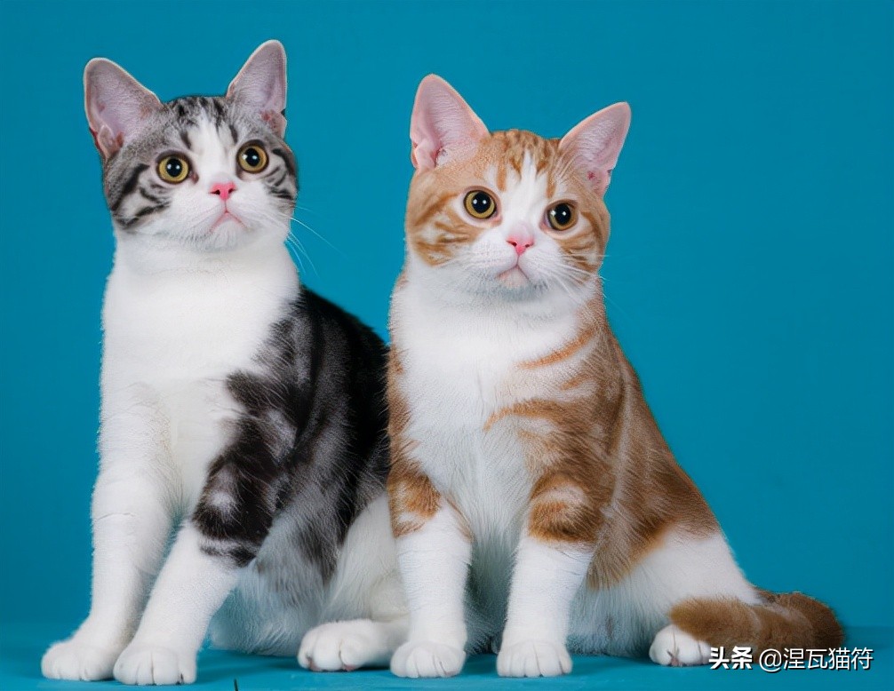 美国短毛猫丨银虎斑加白