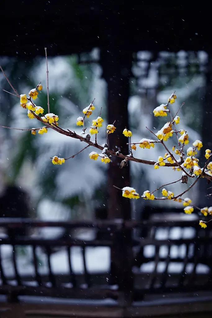 江城子*冬至(八首)