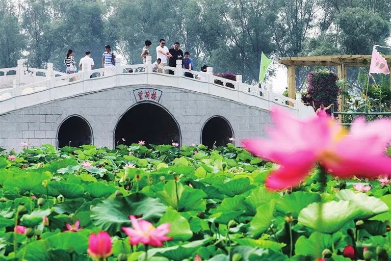 荡漾起满池的温柔~~西山这些地方已被荷花宠坏了！