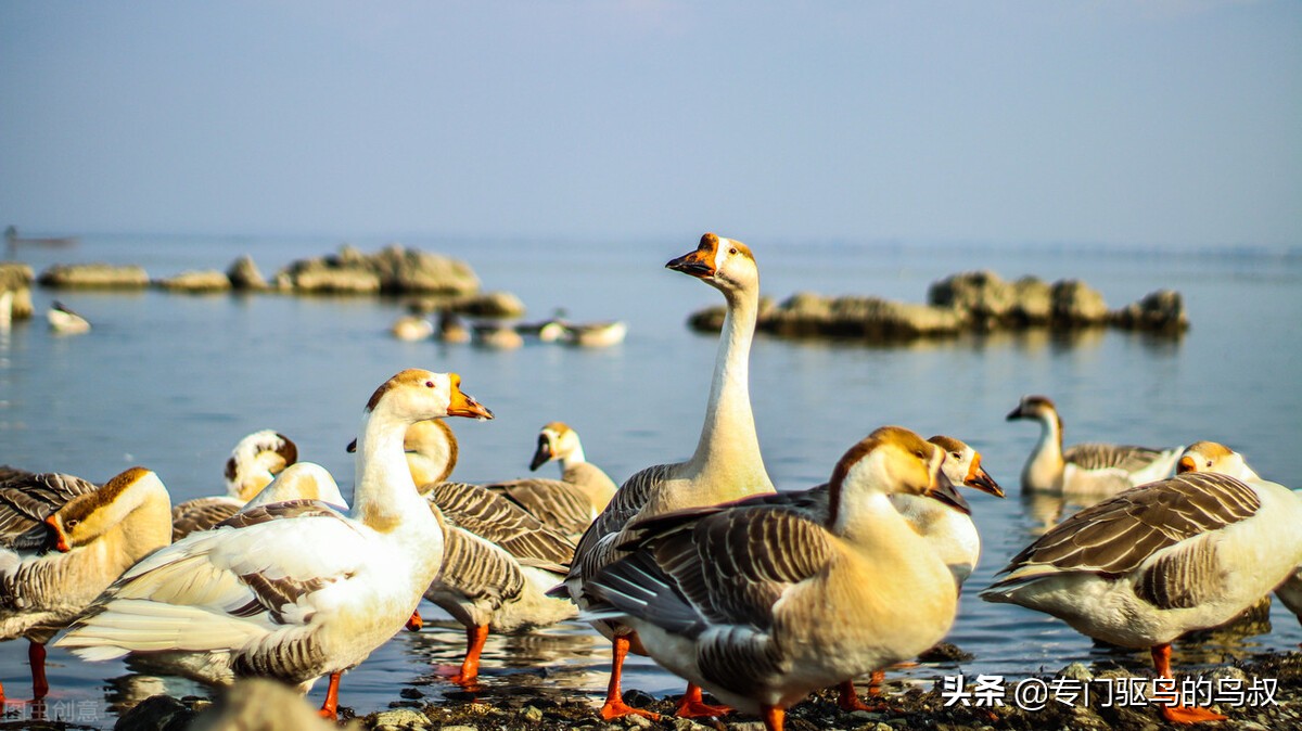 农场和农业的驱鸟服务-有效的智能激光驱鸟器之二