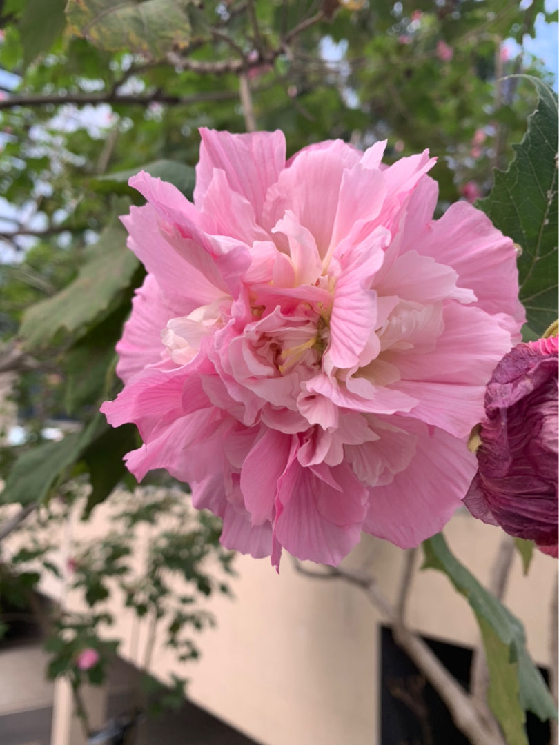 石榴花幾月開,石榴花幾月開花