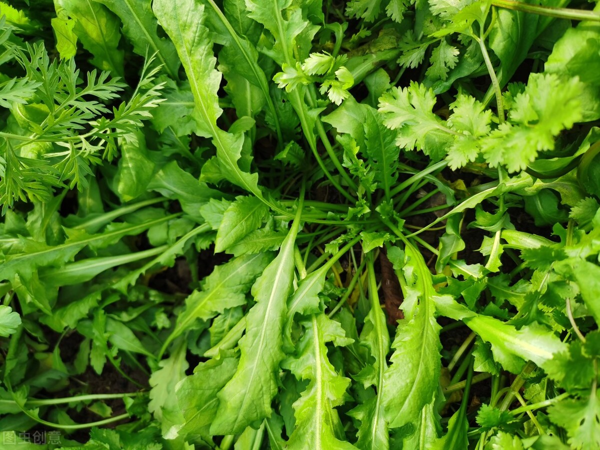 蔬菜保鲜：别直接放冰箱，分享4种蔬菜保鲜法，放一年都不会坏