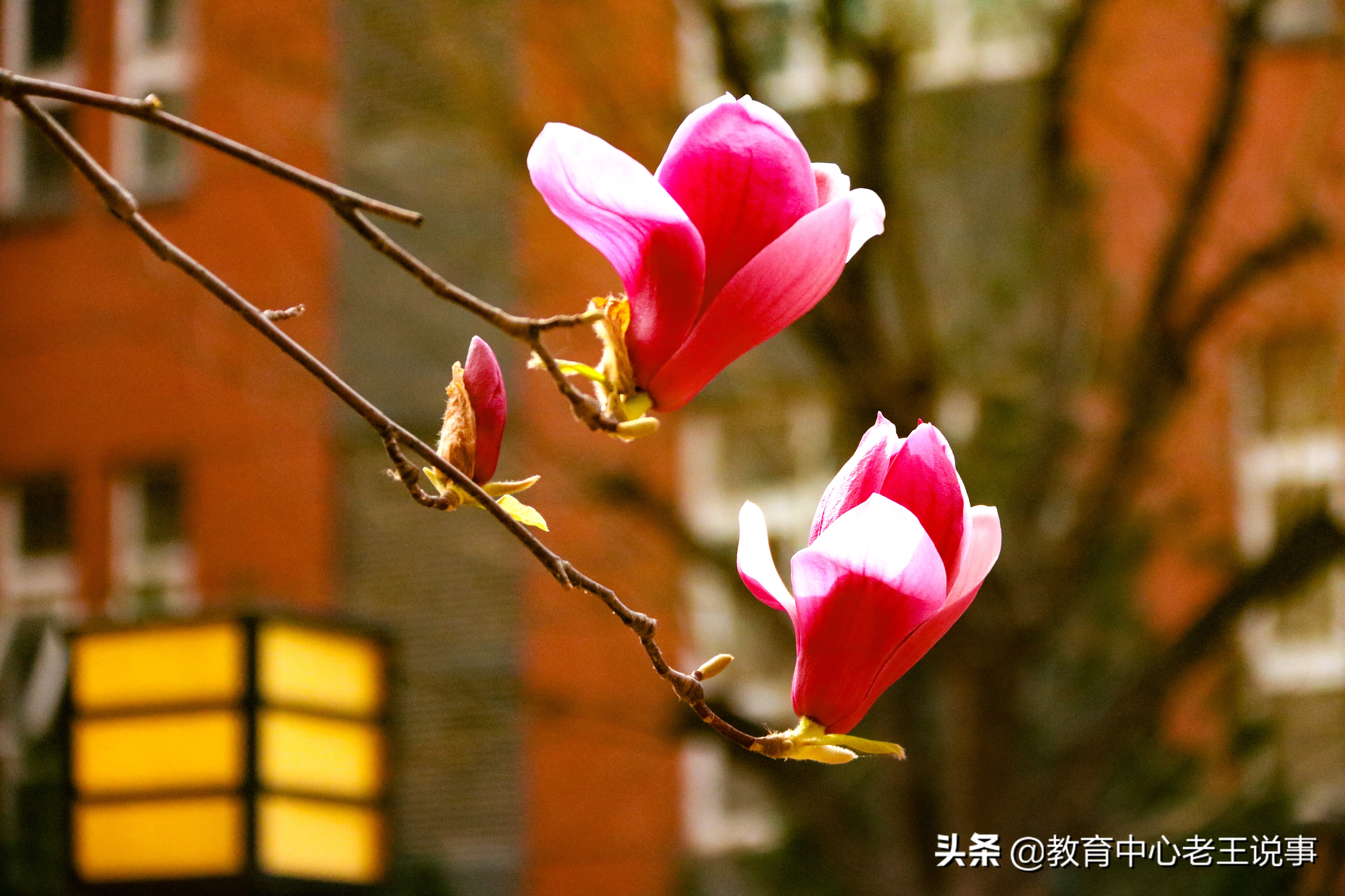 「蔡家坡高级中学国旗下演讲」春暖花已开，奋进正当时