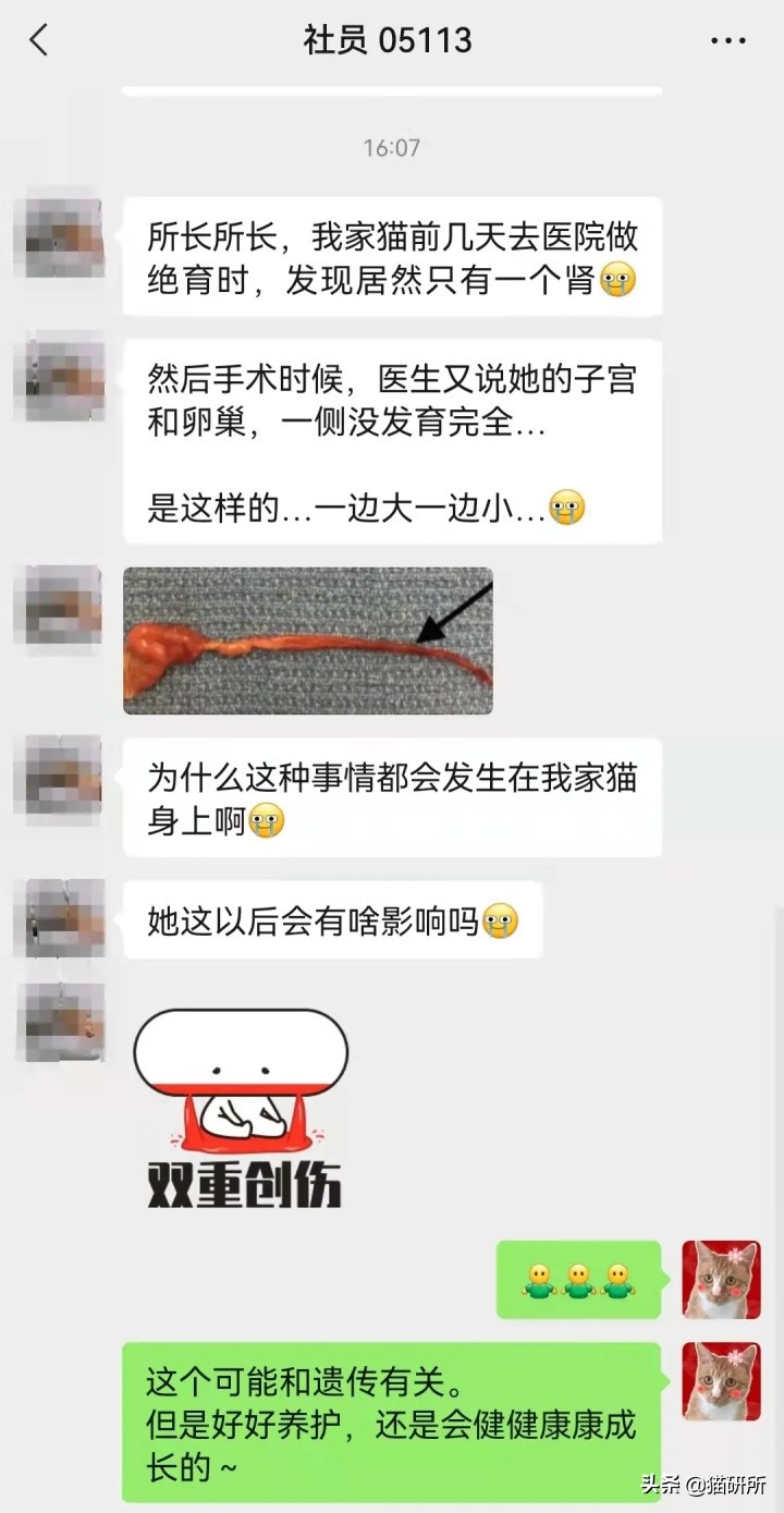 绝育时才发现，这俩病的重合度也太高了吧...