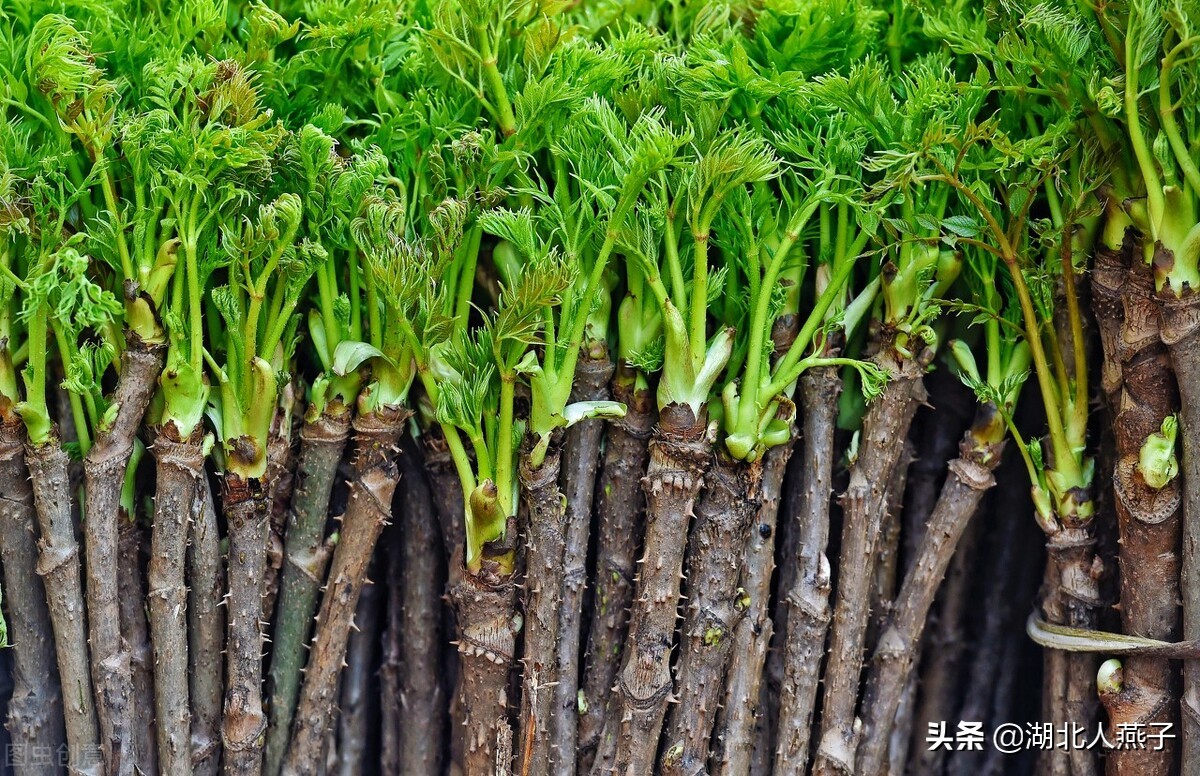 野菜的种类和做法（带你见识不同的野菜和吃法） 15