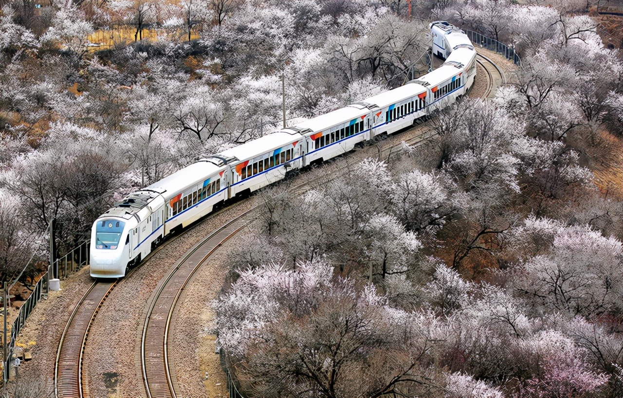 山桃花和桃花有什么区别（教你从四方面区分山桃花和桃花）