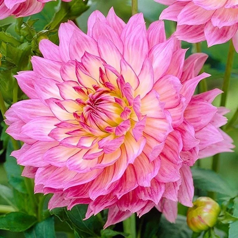 花朵美图｜温柔甜美的初吻、大丽花、耧斗菜花朵合集160张