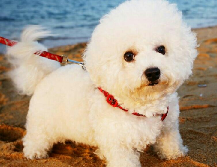 小比熊犬一只400元图片(比熊犬能活几年) - 赤虎壹号