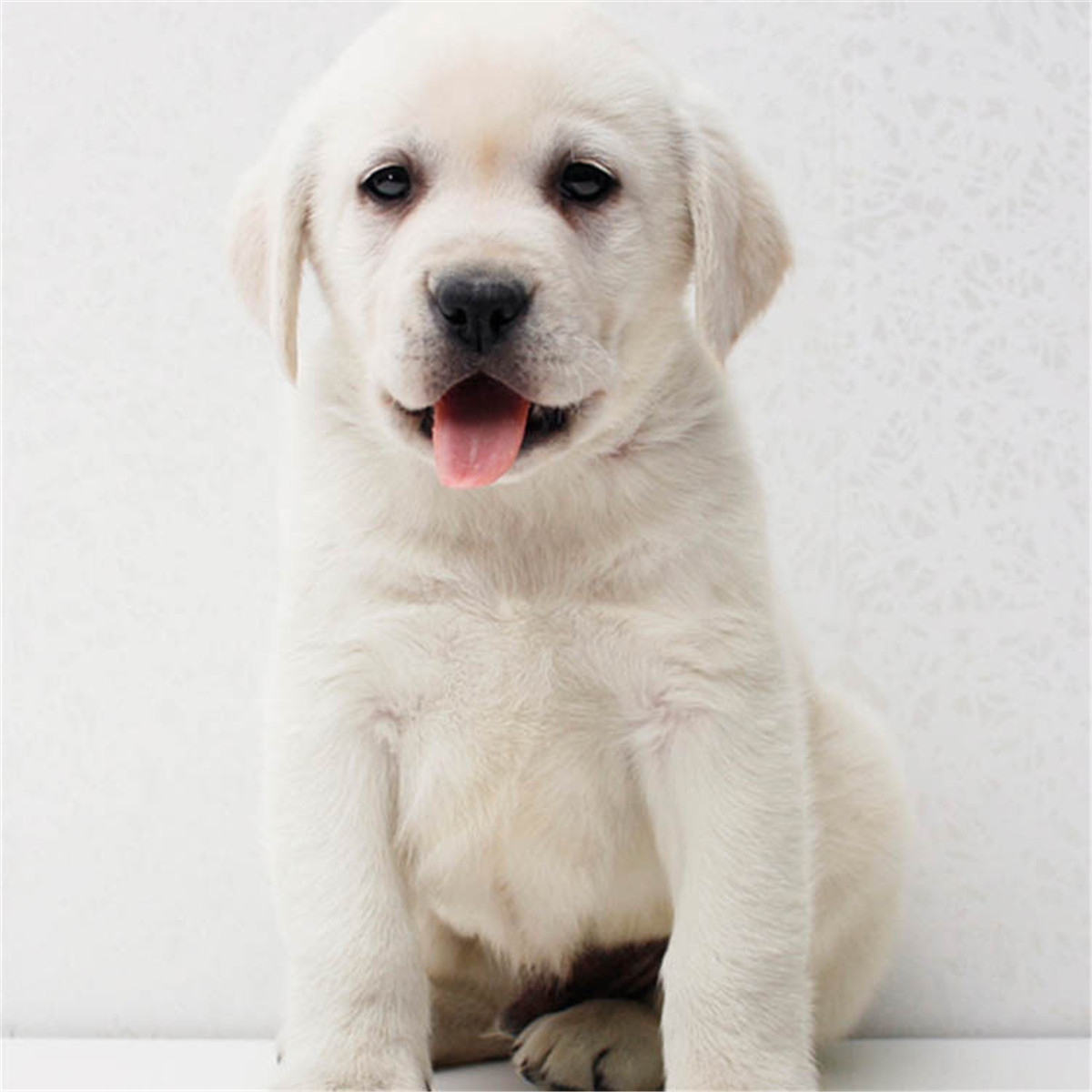 性格特点是所有狗里面最好的,从不乱咬人,而且短毛狗 居家是非常好