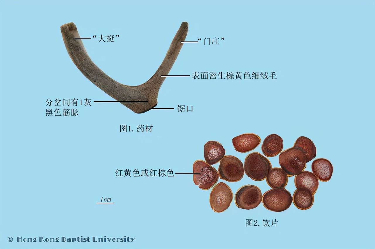 那些用过鹿角的中成药，你了解多少