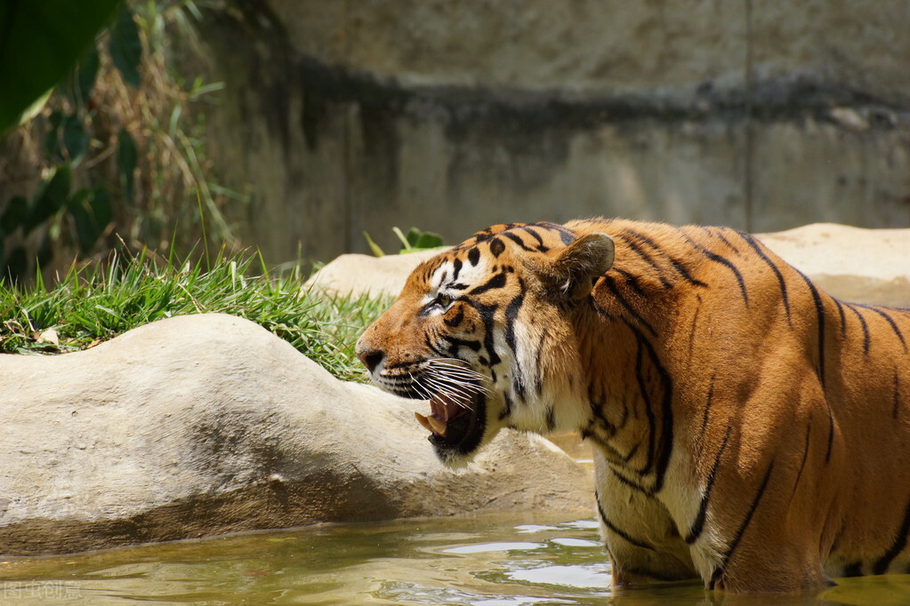 虎年说虎，十首猛虎诗词，百兽之王，亦有儿女情长