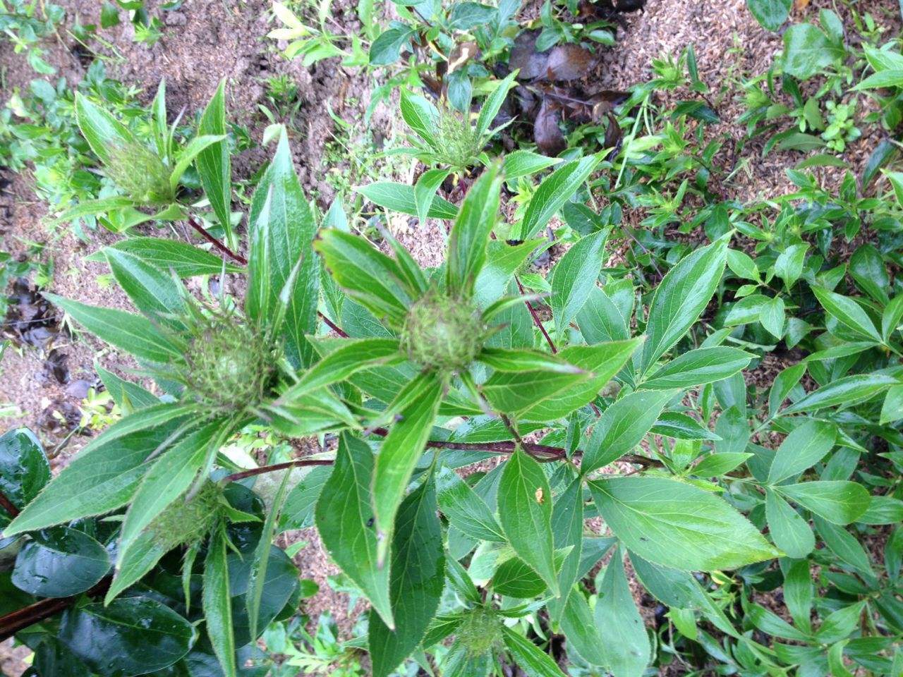 中药材迎来牛市，最大涨幅900%，最大降幅75%，今年种植什么好？