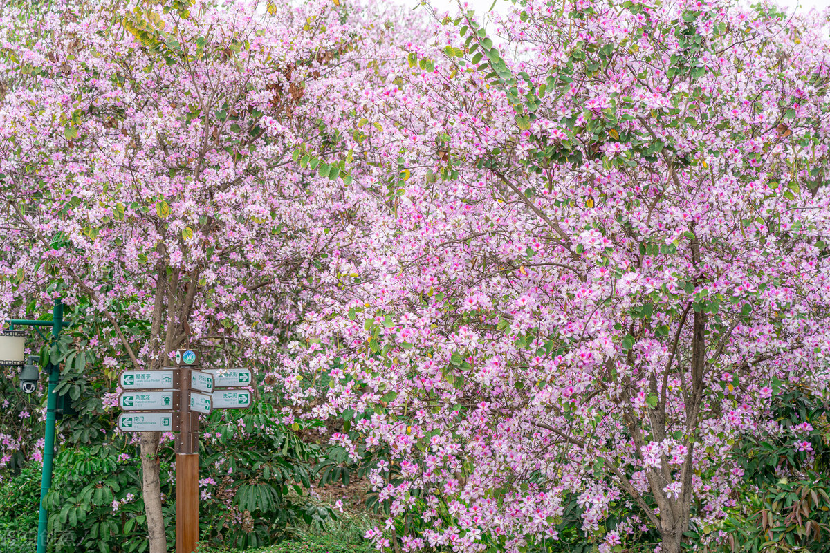 广州旅游景点地图(油画里的花海) - 悦闻天下