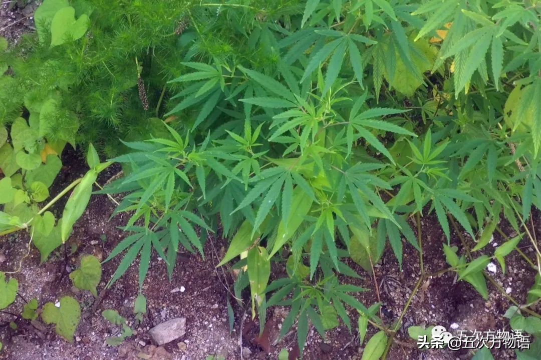 如果你看到大麻,可以不忙着报警