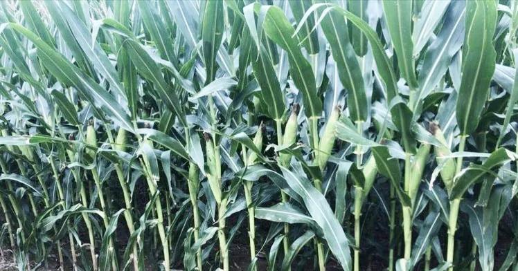 抗锈病抗倒伏,早熟耐密宜机收,高产玉米新品种登海518简介