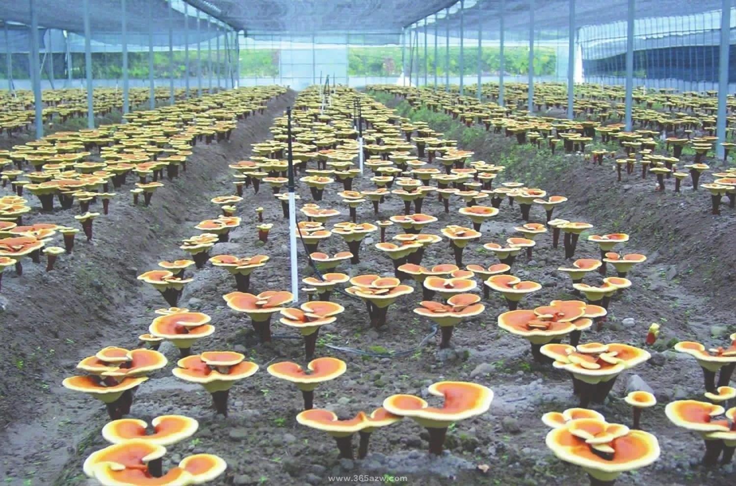 農業種植項目,