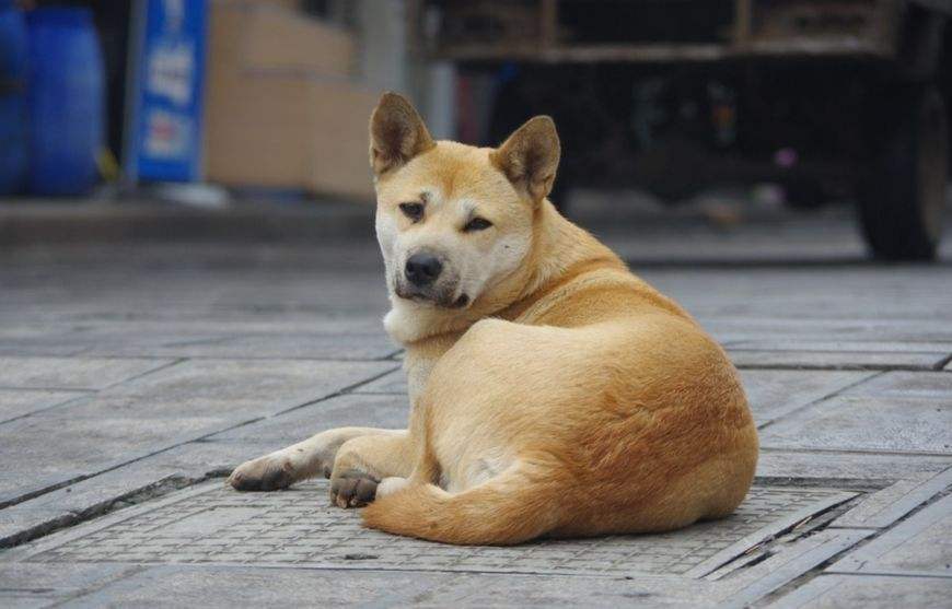 想养狗，不建议养这几种狗