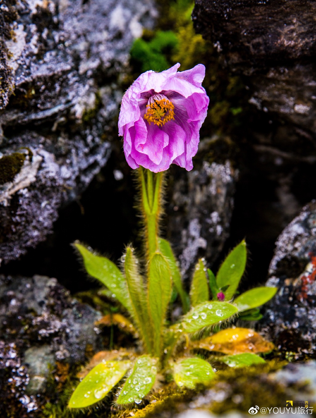 雪参多少钱一斤(一朵莲花三个莲蓬) - 价格百科