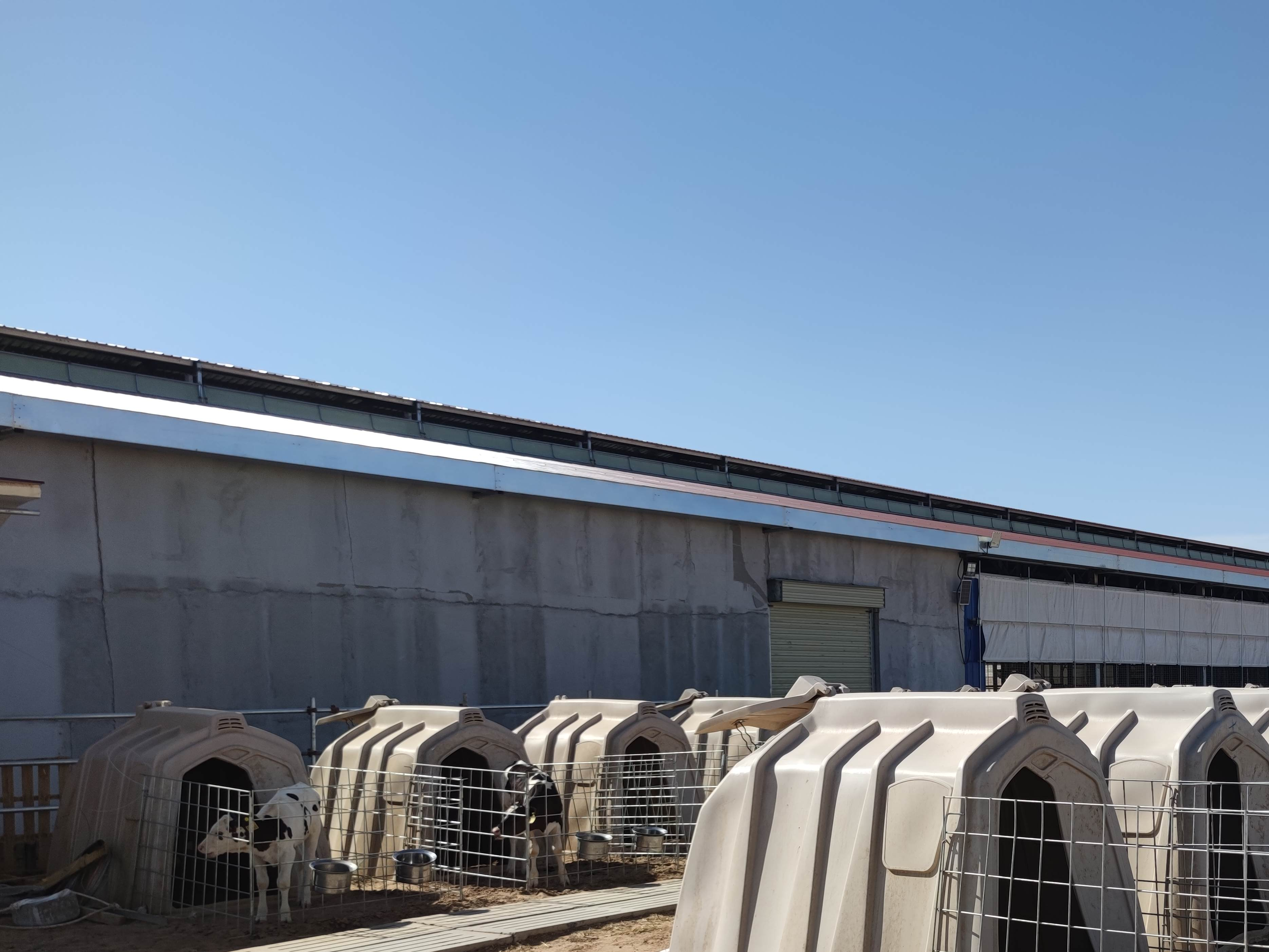 【奋进新征程 建功新时代】5G智慧养牛让奶牛更健康