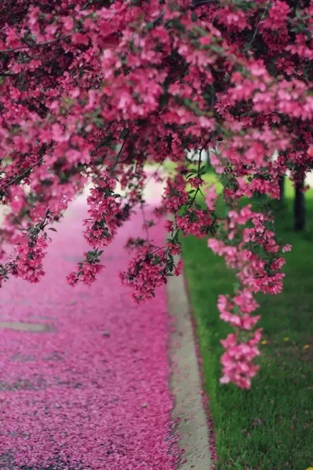 最美的花路，走不完的浪漫