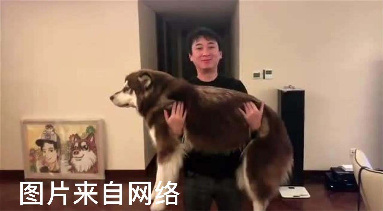 在王思聪身边七年的她，凭借“狗保姆”爆红：我不死，尔等都是妃