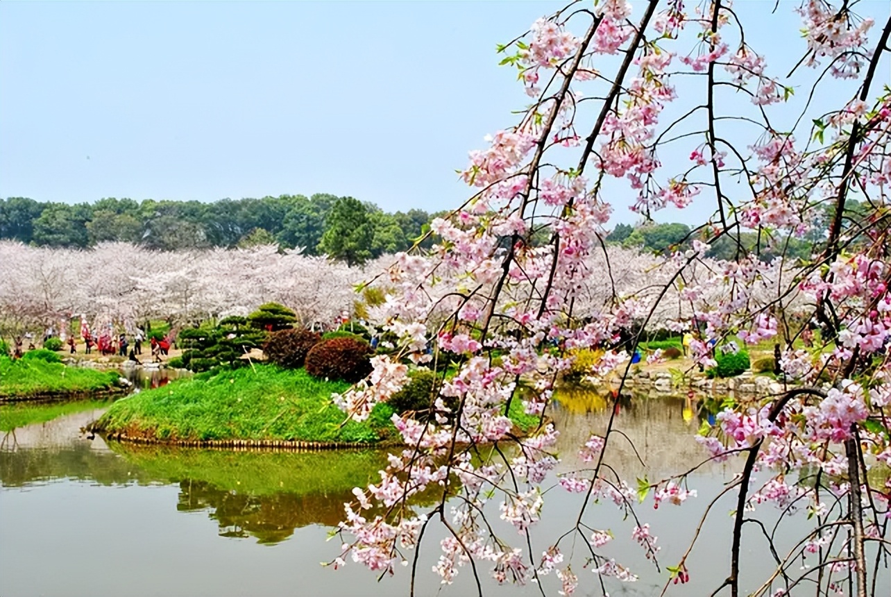 「诗词鉴赏」春门俱是看花人，十二首看花的诗词，看尽春花烂漫